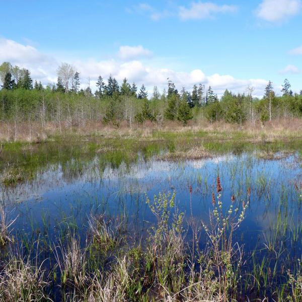 Mapping Parksville's Wetlands 1