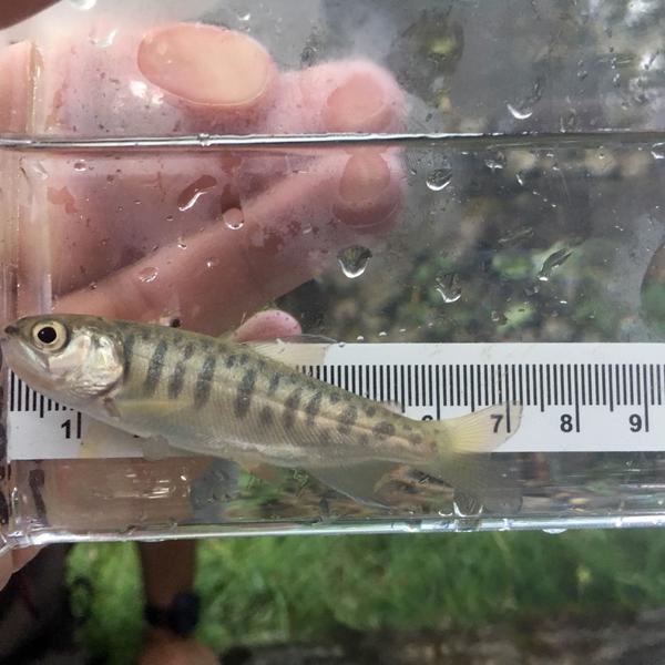 Minnow Trapping in Nanaimo 1