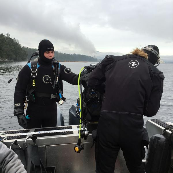 A New Season for Bull Kelp 1