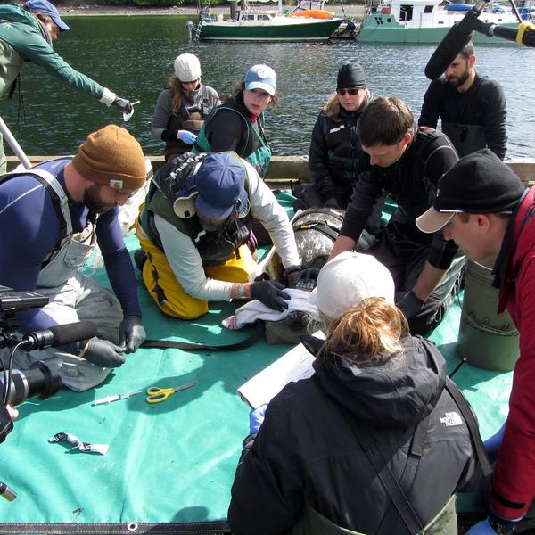 Salish Sea Marine Survival Project