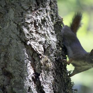 Red squirrel.