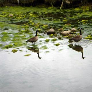 Eelgrass Mapping Practice Field Day 4