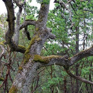 An old Garry Oak.