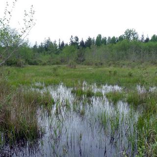 Mapping Parksville's Wetlands 6