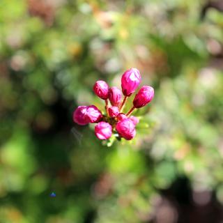 Mount Arrowsmith by Helicopter 5