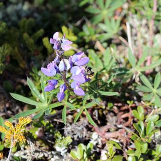 Mount Arrowsmith by Helicopter 6