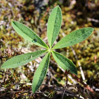 Mount Arrowsmith by Helicopter 7