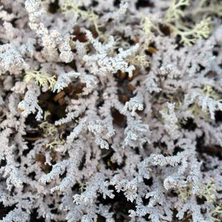 Mount Arrowsmith by Helicopter 8