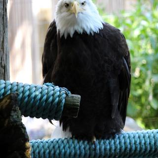 North Island Wildlife Recovery Center 2