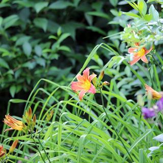 North Island Wildlife Recovery Center 6