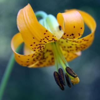 Top Bridge Regional Trail 2