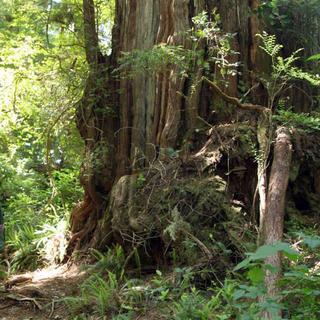 Walking the Wild Side in the Clayoquot Sound Biosphere Reserve 2