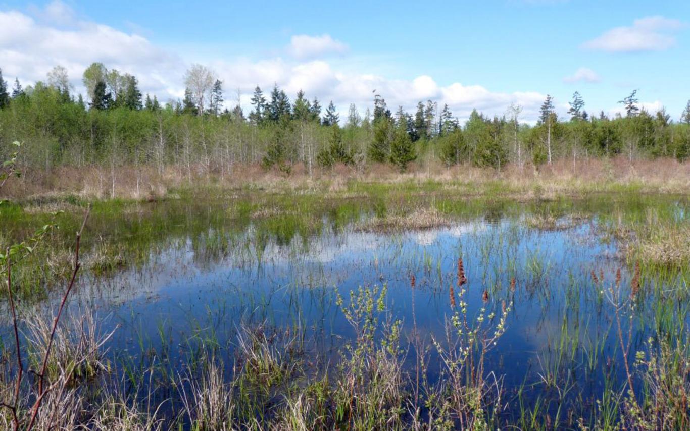 Mapping Parksville's Wetlands 1