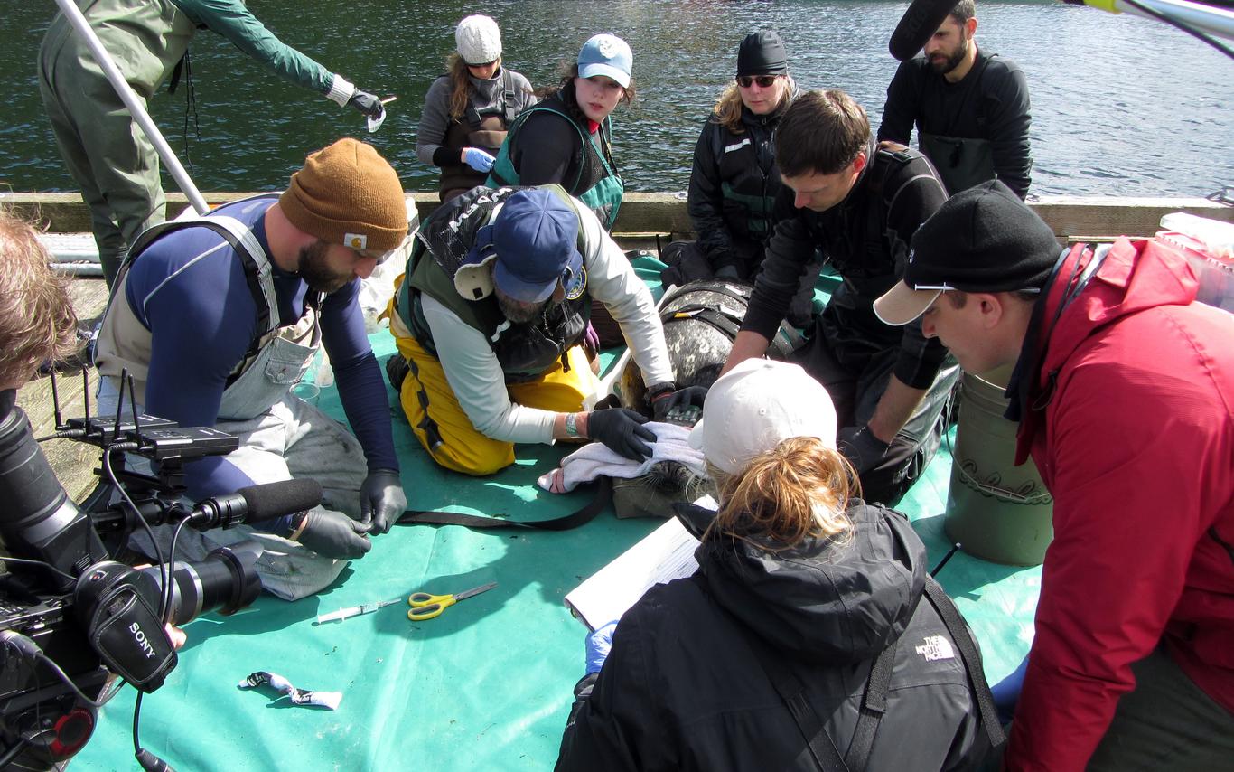 Salish Sea Marine Survival Project